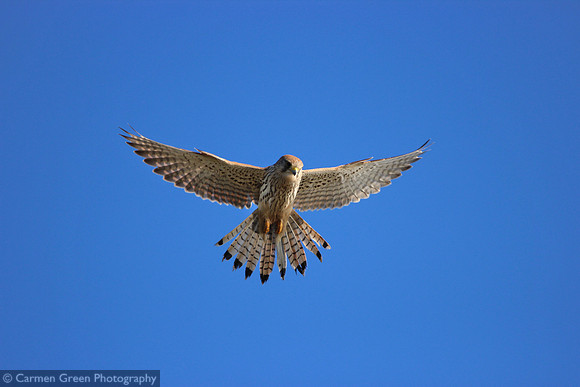 Kestrel looking rather angelic at Southmoor HIWWT Nature Reserve, Hampshire