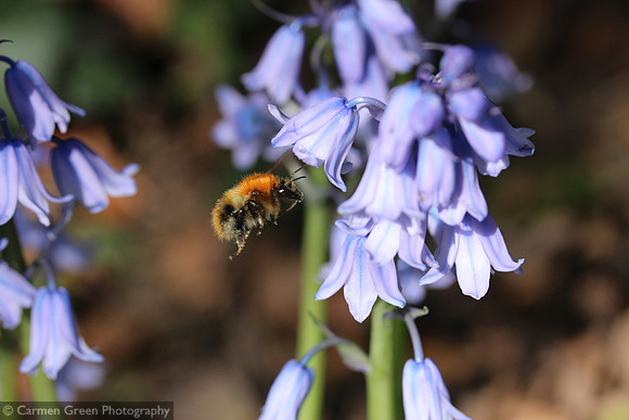 Common carder bee and Spanish bluebells