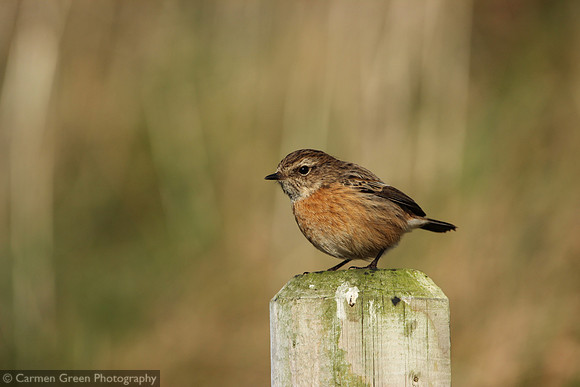 Female stonechat near Fort Gilkicker, Gosport