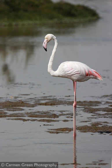 Flamingo at Ras al Khor wildlife sanctuary, Dubai