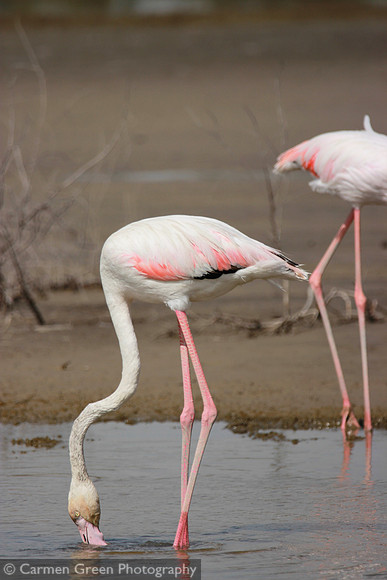 Flamingos at Ras al Khor wildlife sanctuary, Dubai
